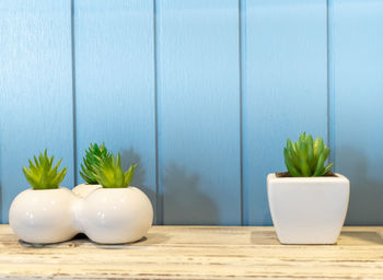 Potted plant on table