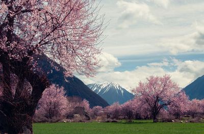 Scenic view of field against sky during sunset with mountain view with pink tree 