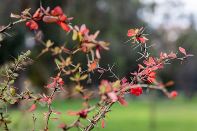 Close-up of red flowering plant