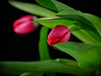 Close-up of pink rose flower against black background