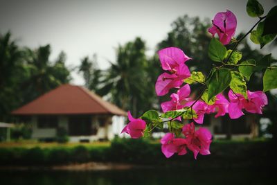Close-up of pink flowers
