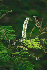 Close-up of fern leaves