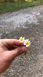 Close-up of hand holding flowering plant