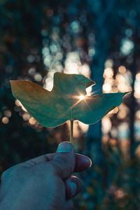 Close-up of hand holding maple leaves during autumn