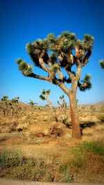 Low angle view of trees on landscape against blue sky