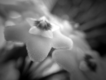 Close-up of flowers blooming in park