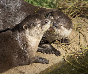 Close-up of otters on rock