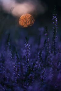 Close-up of purple flowering heather on field with setting sun in background