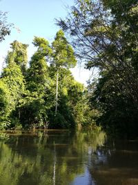 Scenic view of lake by trees against sky