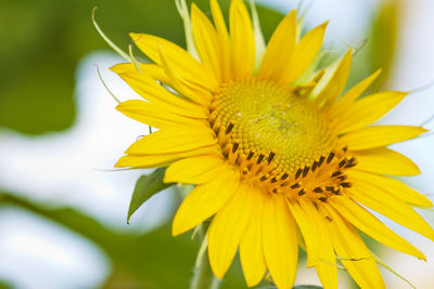 Macro photography of blooming sunflower