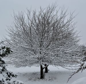 Bare tree on snow covered field against sky