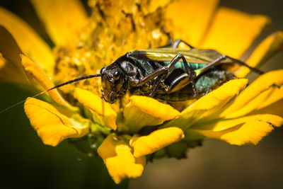 Close-up of insect on yellow flower