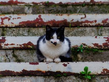 Close-up portrait of white cat by wall