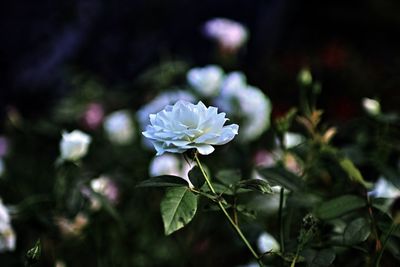 Close-up of white flowering plant