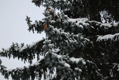 Close-up of snow covered trees in forest