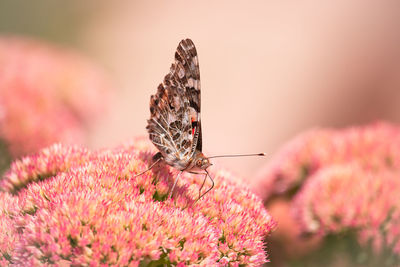Close-up of butterfly pollinating on pink flower