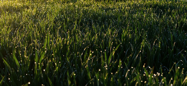 Full frame shot of fresh green field