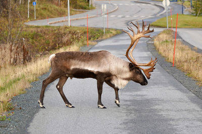 Close-up of reindeer crossing road