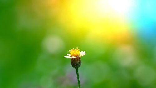 Close-up of yellow flowering plant