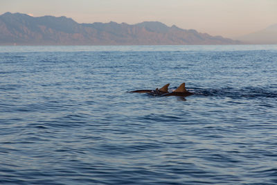 View of ducks swimming in sea