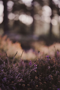 Close-up of purple lavender flowers on field