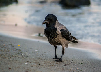 Close-up of a bird looking away