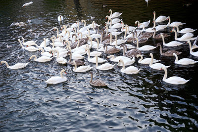 High angle view of swans swimming on lake