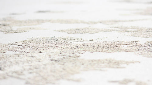 Close-up of snow on land