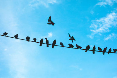 Low angle view of birds flying against sky