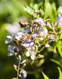 Close-up of bee on flower