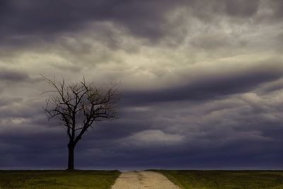 Bare tree in field against cloudy sky