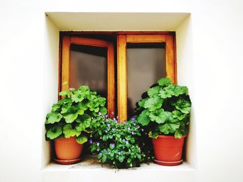 Close-up of potted plant on window