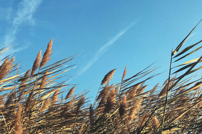 Low angle view of wheat field against sky