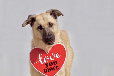 Close-up portrait of dog with heart shape decoration and text