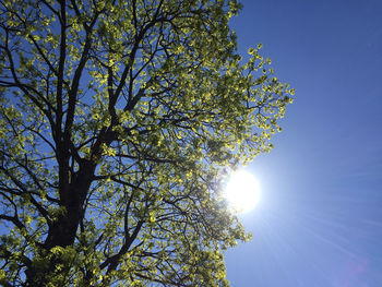 Low angle view of flowering tree against clear sky