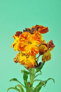 Close-up of yellow flower against blue background