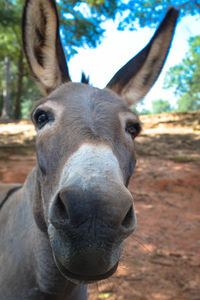 Close-up portrait of horse