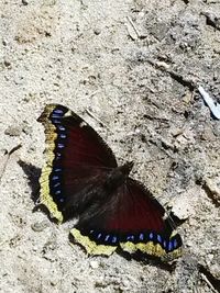 Close-up of butterfly