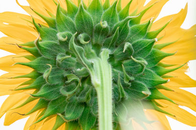 Close-up of sunflower