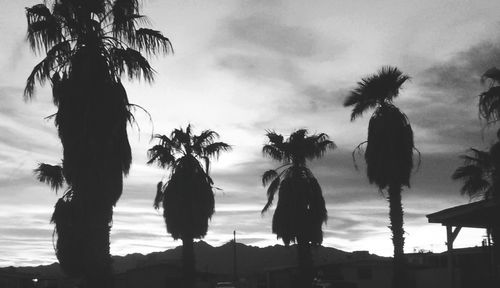 Palm trees against cloudy sky