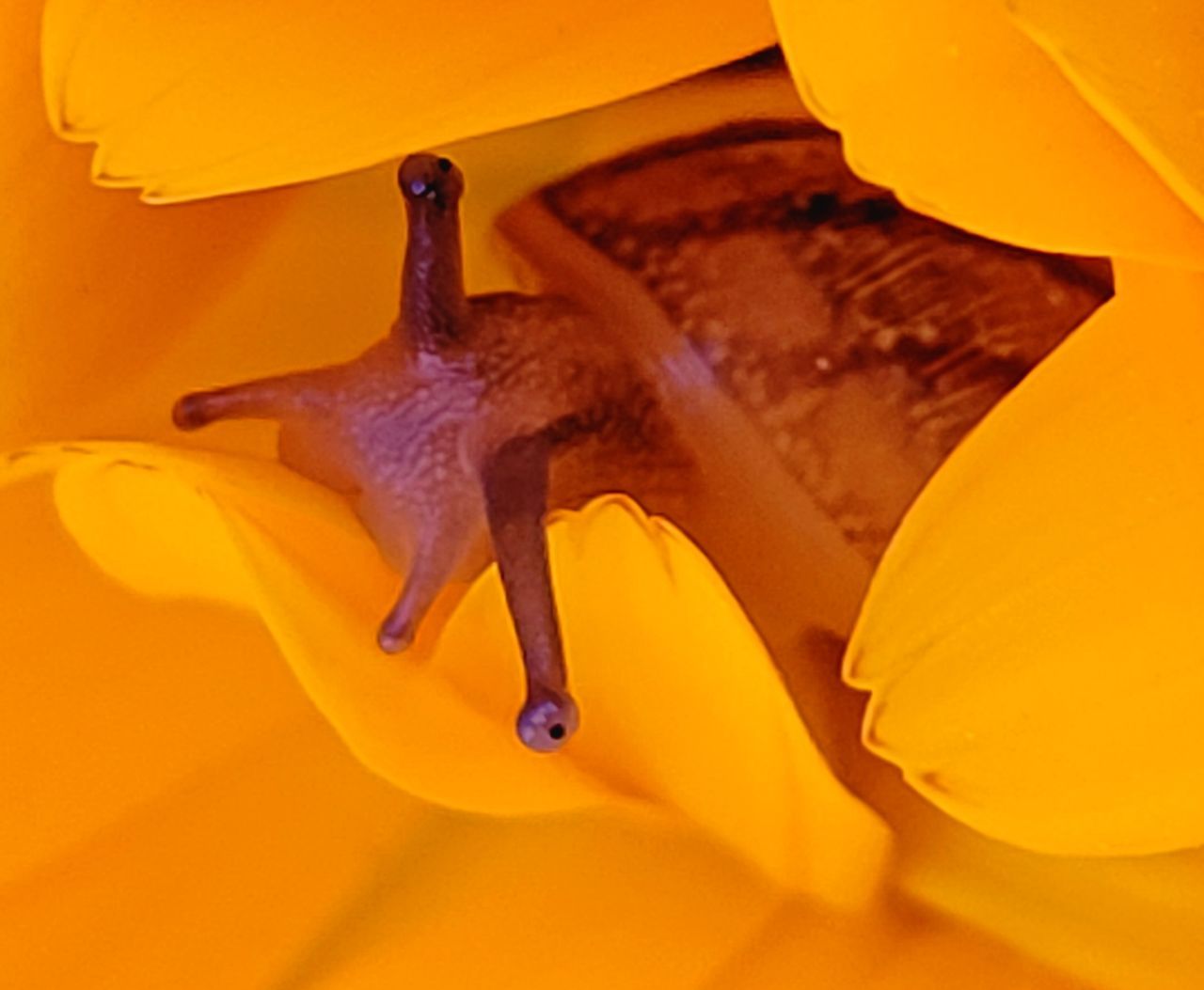 yellow, macro photography, animal, animal themes, no people, animal wildlife, close-up, one animal, indoors, orange color, leaf, animal body part, studio shot