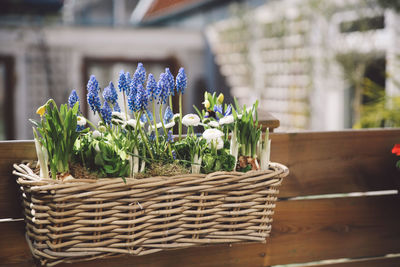 Various plants growing in whicker basket