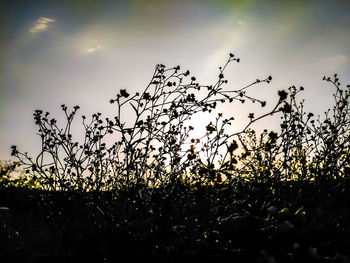 Low angle view of silhouette plants against sky