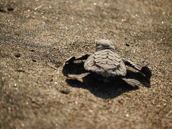 Close-up of crab on sand at beach