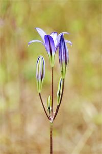 Close-up of purple flowering plant