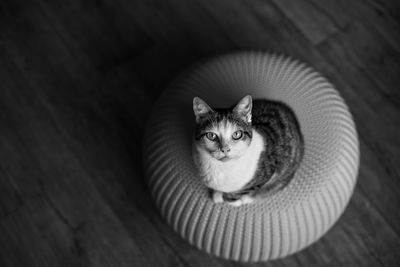 High angle portrait of cat sitting on seat at home