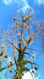 Low angle view of flower tree against sky