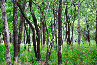 Pine trees in forest