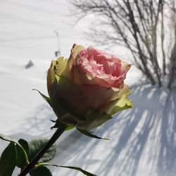 Close-up of rose plant