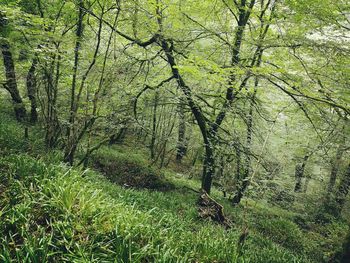 Trees growing in forest